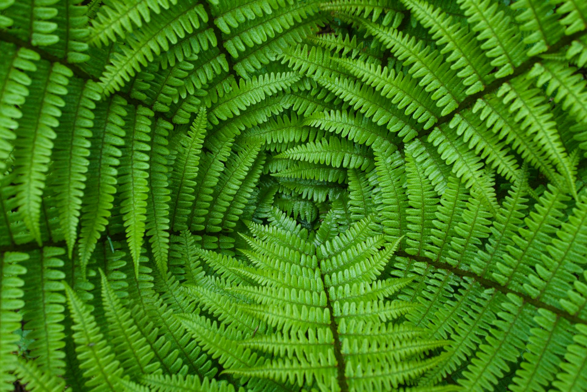 Fern fronds unfurling